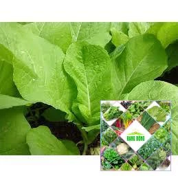 10gr hạt giống cải xanh mỡ