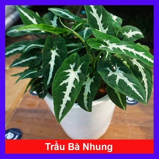 Trầu Bà Nhung - Cây cảnh để bàn + Tặng phân bón cho cây mau lớn