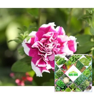 15H - HẠT GIỐNG HOA DẠ YẾN THẢO KÉP MIX THE GARDEN