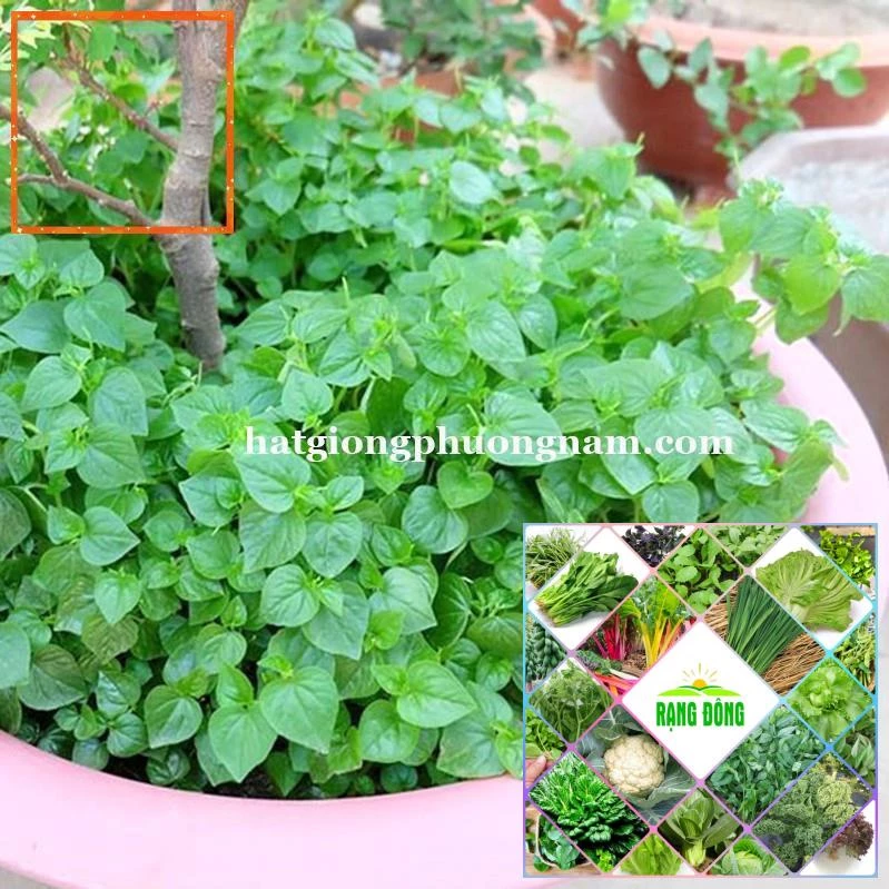 0,5GR - HẠT GIỐNG RAU CÀNG CUA Hạt Giống Nông Trại Xanh THE GARDEN