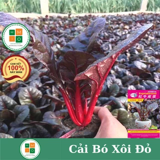 Hạt giống rau cải bó xôi đỏ rất giàu dinh dưỡng