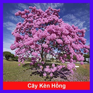 Cây Kèn Hồng - cây cảnh sân vườn + tặng phân bón cho cây mau lớn