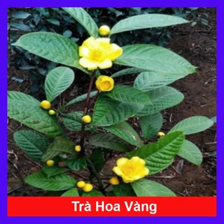 Cây trà hoa vàng - chè hoa vàng + tặng phân bón