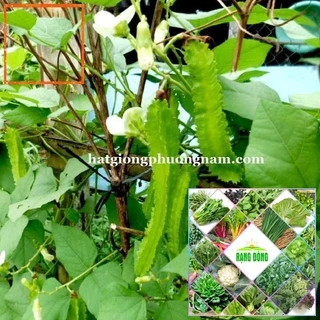 10GR - HẠT GIỐNG ĐẬU RỒNG Hạt Giống Nông Trại Xanh THE GARDEN