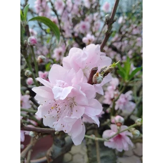 [Nhu_Mai_Garden]cây đào phai cổ mộc châu (đào hoa) - cây giống