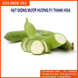 HẠT GIỐNG MƯỚP HƯƠNG F1 THANH HOA - CHẤT LƯỢNG HẠT GIỐNG CAO, NHANH NẢY MẦM