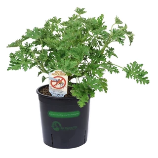 Cây đuổi muỗi | Phong lữ hoa hồng | Citronella Geranium