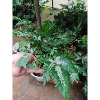 <GIÁ RẺ>Chậu Dương xỉ var Pteris quadriaurita