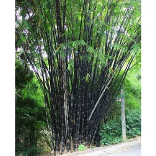 Cây trúc đen cực quý hiếm -1 thân cây giống (cây gốc size trung )- ăn măng siêu ngon,làm cây phong thủy