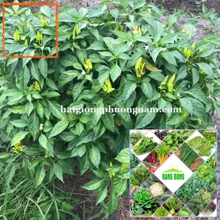 50H - HẠT GIỐNG ỚT XIÊM Hạt Giống Nông Trại Xanh THE GARDEN