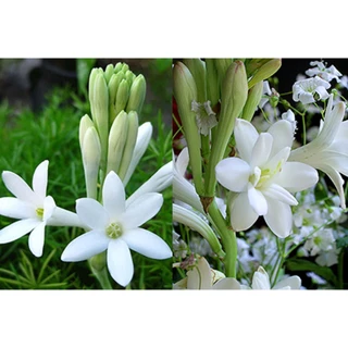 [Shop_huan_hoa_hong]củ giống hoa huệ ta trắng thơm- củ giống size mẹ