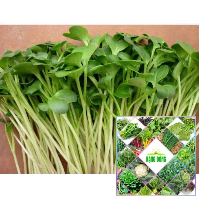 Gói 10g hạt giống mầm rau cải ngọt