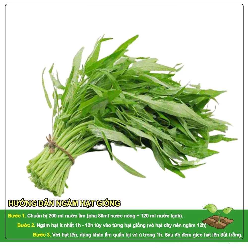 HẠT GIỐNG RAU MUỐNG GÓI 100G - CHỨA NHIỀU DINH DƯỠNG