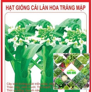 5gr hạt giống cải làn hoa trắng