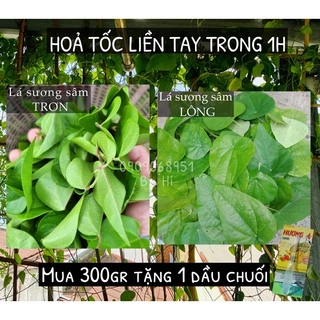 Lá sương sâm tươi trồng thuận tự nhiên (100gr) (Quận 1), HOẢ TỐC 2h