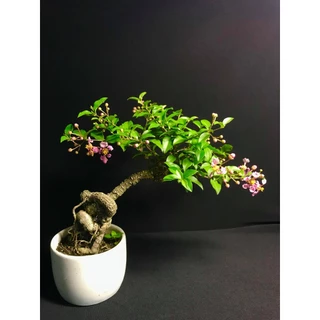 [Shop_huan_hoa_hong]combo 3 cây giống HỒNG NGỌC MAI BONSAI