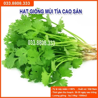 HẠT GIỐNG RAU MÙI TÍA GÓI 20G - NĂNG SUẤT CAO, CỰC DỄ TRỒNG NHANH THU HOẠCH