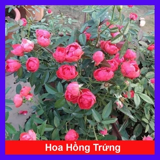 Cây Hoa Hồng Trứng - Margo Koster Rose - cây cảnh sân vườn