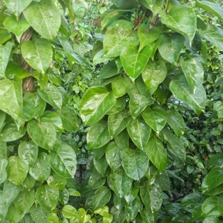 [Shop_huan_hoa_hong]cây giống cây lá giang nấu canh chua- cây giống bầu ổn định