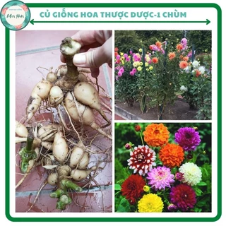 Củ hoa thược dược cánh kép nhiều màu,củ khỏe,dễ trồng