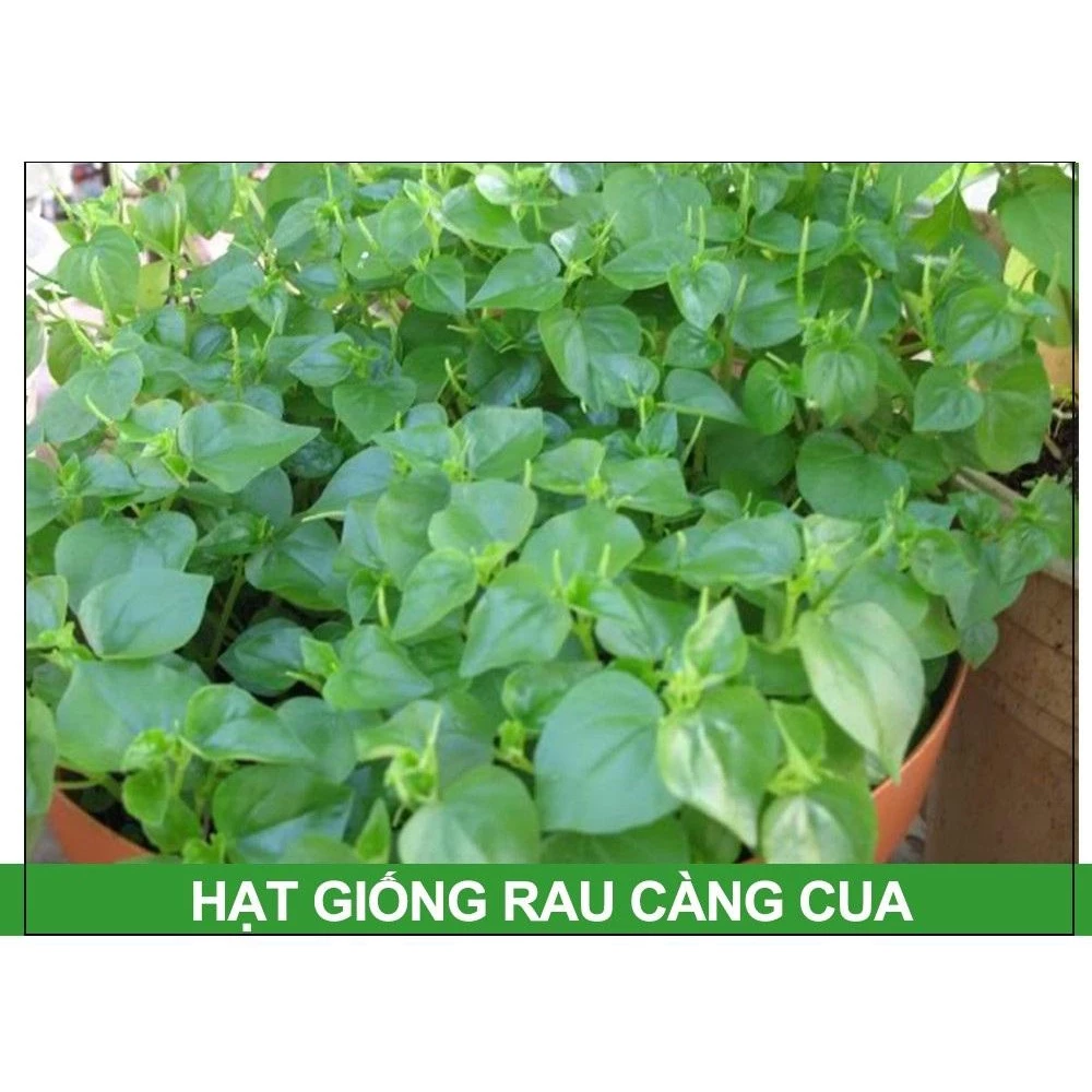 HẠT GIỐNG RAU CÀNG CUA -  TỶ LỆ NẢY MẦM CAO, KHÁNG BỆNH TỐT