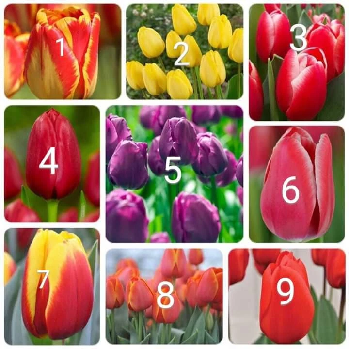 Củ hoa tulip(tuylip) Janderwith Hà lan nhiều chọn màu( ra hoa sau 20-25 ngày)tặng kèm 1 củ huệ tây to