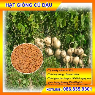 [TRÒN] HẠT GIỐNG CỦ ĐẬU TO TRÒN GÓI 500G - DỄ TRỒNG DỄ CHĂM SÓC, NHANH THU HOẠCH