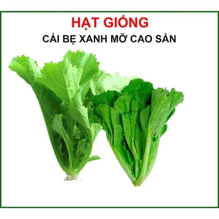 HẠT GIỐNG RAU CẢI BẸ XANH MỠ CAO SẢN GÓI 50G - CÓ KHẢ NĂNG SINH TRƯỞNG MẠNH