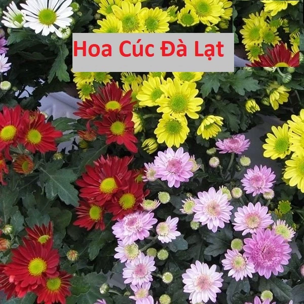 Hạt Giống Hoa Cúc Đà Lạt - Hoa Cúc Mix Màu 4 Mùa - gói 5Gr