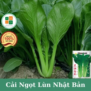 Hạt giống rau cải ngọt lùn Nhật Bản chịu nhiệt -SHOP QUỲNH NGA