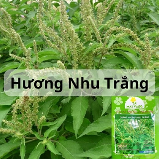 Hạt Giống Hương Nhu Trắng - Hương Nhu 4 Mùa - Gói 1Gr