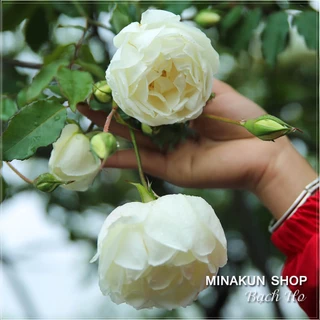 Cây hoa hồng cổ Bạch Ho trắng siêu đẹp