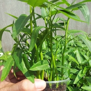 Hạt giống rau muống- 50g - TỈ LỆ NẢY MẦM CAO