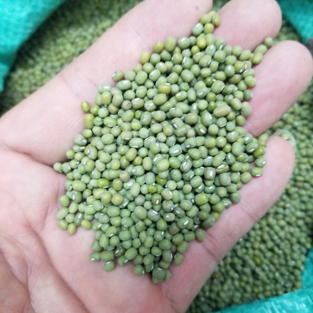 1kg Đậu xanh chuyên làm giá (ấn độ) tỉ lệ nảy mầm 100% (1kg đậu được 7-9kg giá sạch) Thiên Thảo Organic