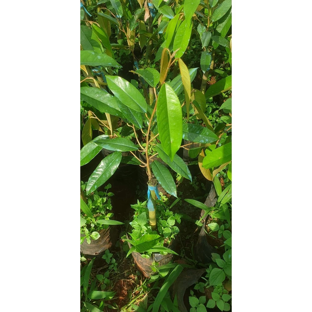 cây giống sầu riêng ri6 gốc to bầu lớn (cây giống nam long bảo hành )