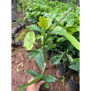 cây giống cà phê ghép  (siêu sớm siêu trái) (CÂY GIỐNG ANM LONG )