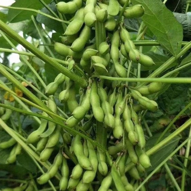 Hạt giống Đậu Nành Nhật Bản (hạt xanh) - Gói 50 gram - Tỷ lệ nảy mầm >90%