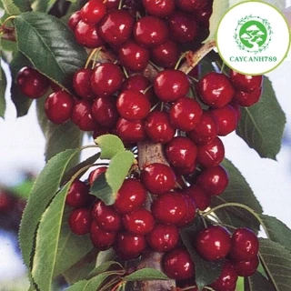 Cây cherry anh đào cao 50-60cm có quả sau 6 tháng - Lá răng cưa (Ảnh thật).