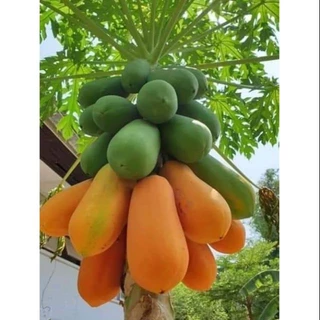 [Nhu_Mai_Garden]cây giống đu đủ lùn thái lan-quả to tròn, đặc ruột , cực ngọt