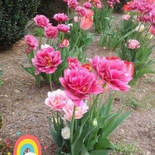 củ hoa tulip combo (10 củ) tặng kèm phân bón