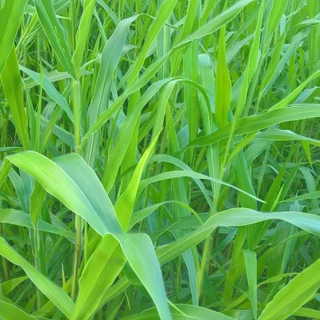Hạt giống cỏ Ruzi - Cỏ chịu dẫm đạp (Gói 300g)- CỎ CHĂN NUÔI DINH DƯỠNG CAO