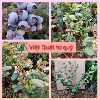 [Nhu_Mai_Garden]Cây việt quất tứ quý chậu sẵn hoa và quả