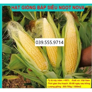 HẠT GIỐNG NGÔ ( BẮP ) SIÊU NGỌT NOVA 100GRAM - HẠT ĐỀU , TỶ LỆ NẢY MẦM CAO