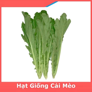 HẠT GIỐNG RAU CẢI MÈO HÀ GIANG - DỄ TRỒNG DỄ CHĂM SÓC, NĂNG SUẤT CAO