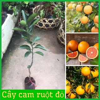 Cây cam Cara ruột đỏ không hạt Mỹ quả to siêu ngọt, dễ trồng (ảnh thật hình cuối)