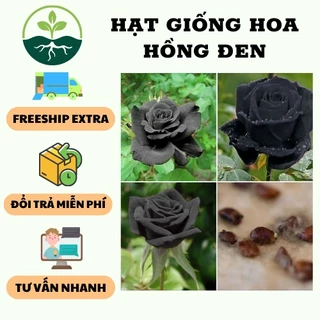 Hạt giống hoa hồng đen - 1 gói 30 hạt- HẠT GIỐNG QUỲNH NGA