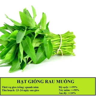 HẠT GIỐNG RAU MUỐNG GÓI 50G - DỄ TRỒNG NHANH ĂN, NĂNG SUẤT TỐT