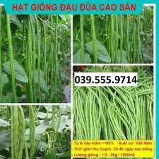 Hạt giống Đậu ( Đỗ ) Đũa Cao Sản Quả Dài 20gram - DỄ TRỒNG , CHỊU NHIỆT , NĂNG SUẤT CAO