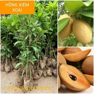 GIỐNG CÂY HỒNG XIÊM XOÀI lùn cho trái sau 1 năm