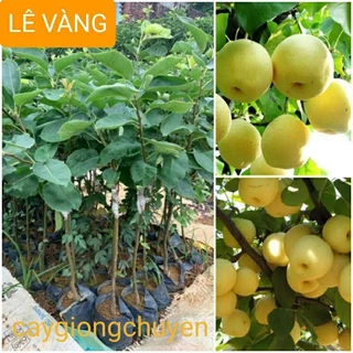 GIỐNG CÂY LÊ VÀNG LÙN SIÊU QUẢ - CÂY GHÉP 